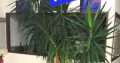 YUCCA PALME