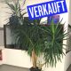 YUCCA PALME